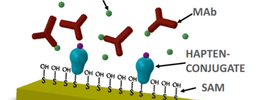 Carbaryl Biosensor based on antibody detection